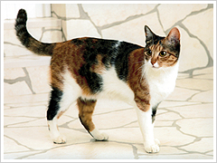 �y�b�g�Ƃ̋L�O�ʐ^�T���v��2